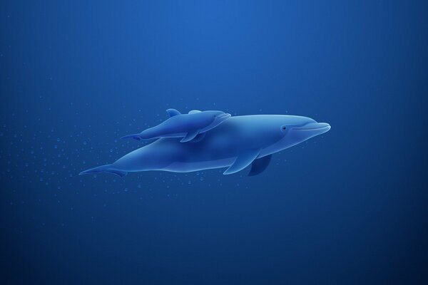 Dolphin mom and dolphin son swim on a blue background