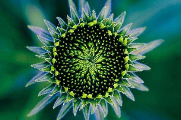 Girasole solare di studio del seme