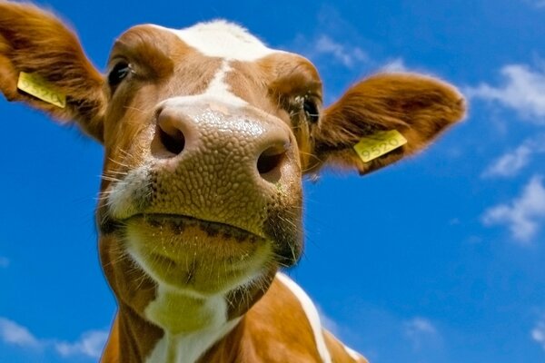 The cute cow gives us her smile