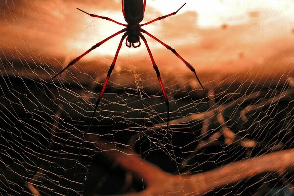 Prise de vue macro. Araignée et coucher de soleil