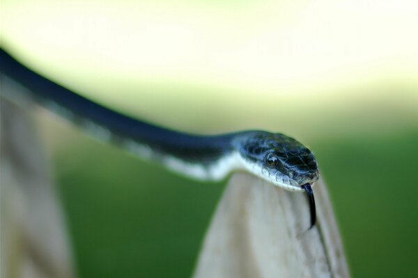 La serpiente azul y su mirada