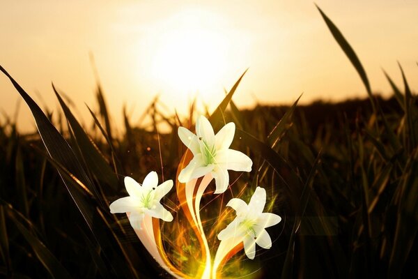 Al atardecer en la hierba flores lirios blancos