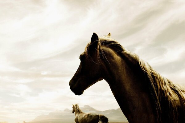 Beaux chevaux paissent librement dans la Prairie