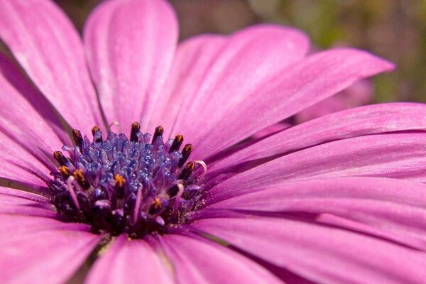 Beautiful purple chrysanthemum