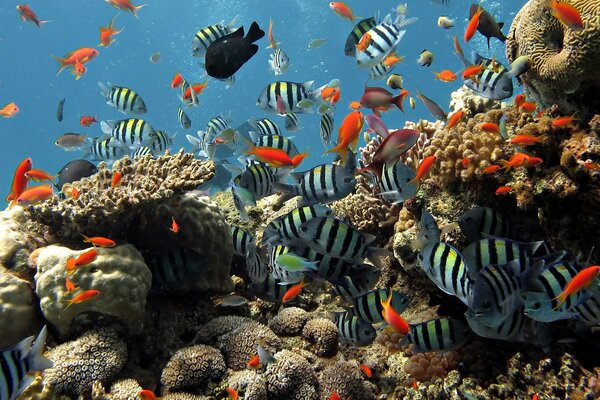 Peces rayados y rojos en el mundo submarino