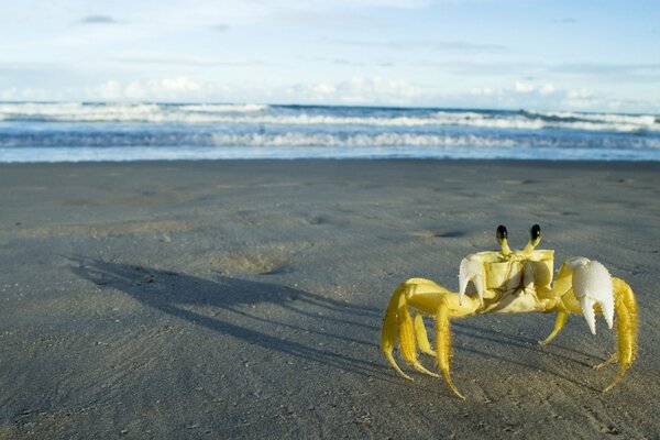 A big-eyed sideways running crab is sitting on the sand