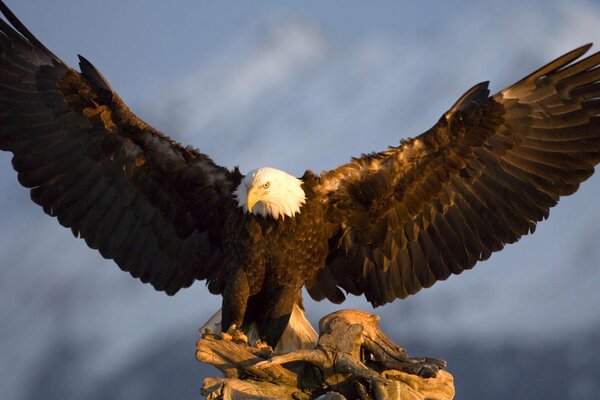 L énorme envergure d un oiseau fier et épris de liberté