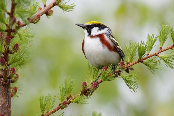 Ein Vogel mit einer weißen Brust sitzt auf einer Lärche