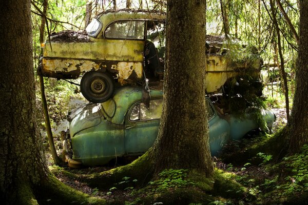 Los coches rotos en el bosque se convierten en una obra de arte