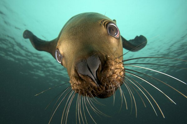 Linda foto de Seal