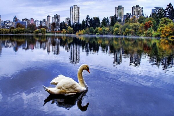 Cisne solitario en el estanque de la ciudad