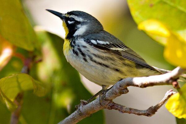 Petit oiseau assis sur une branche parmi les feuilles