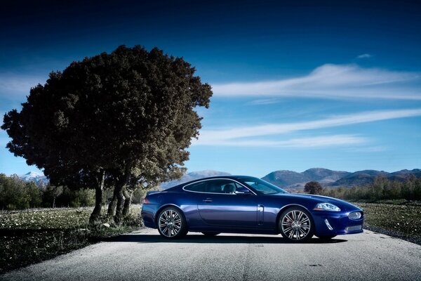 A blue car on gray asphalt and a tree