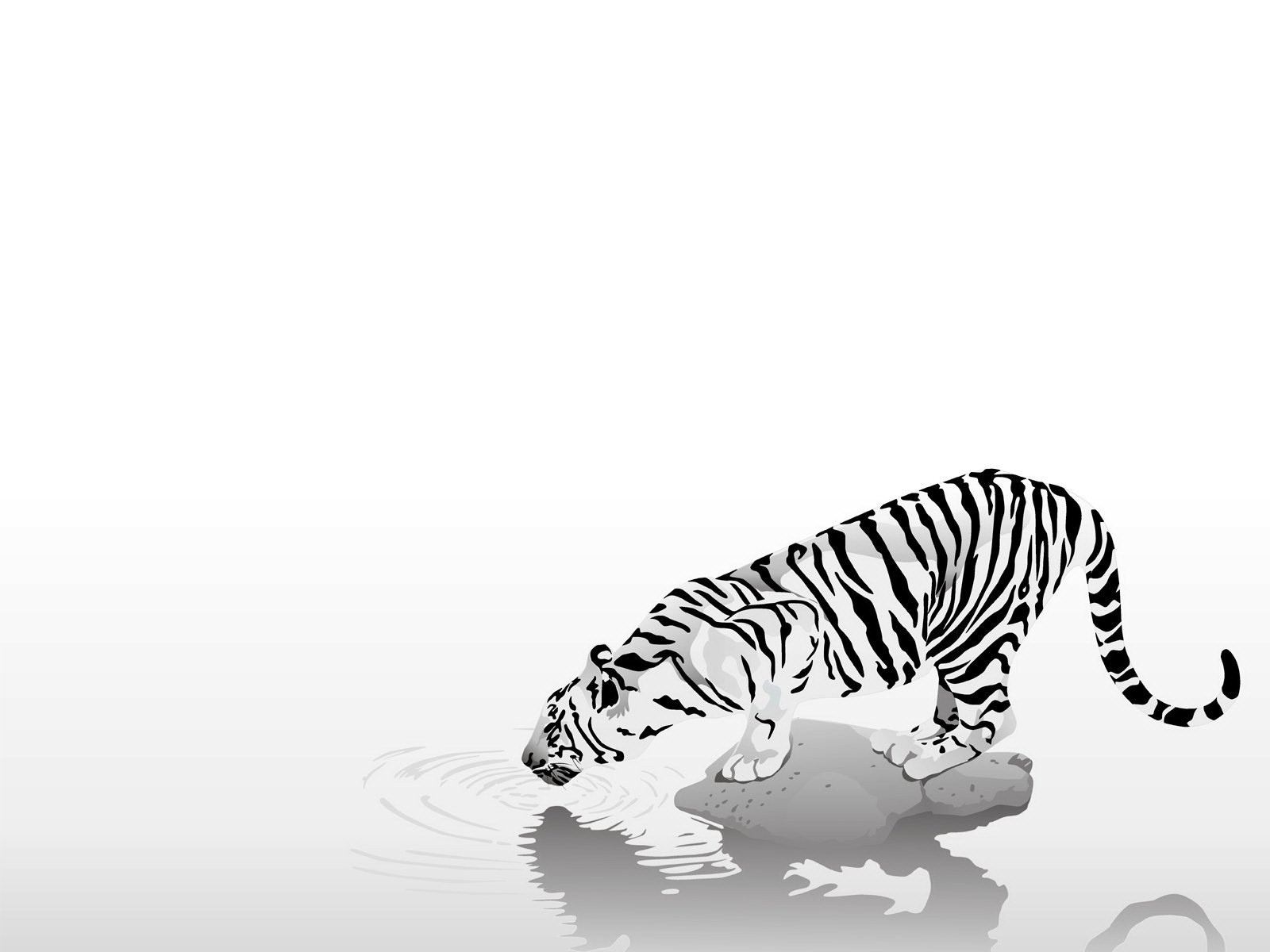 animals tiger strips black and white black white thirst caution simplicity