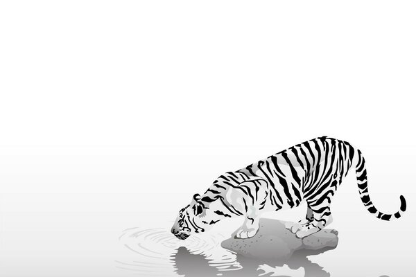 White tiger drinking water on a white background