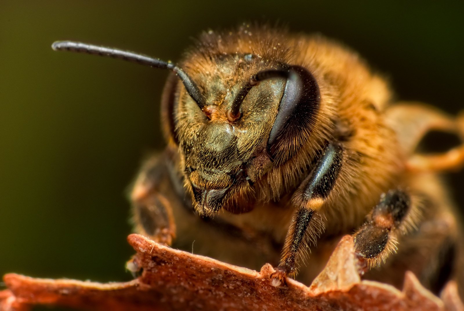 pszczoła oczy fasetki anteny włosy makro