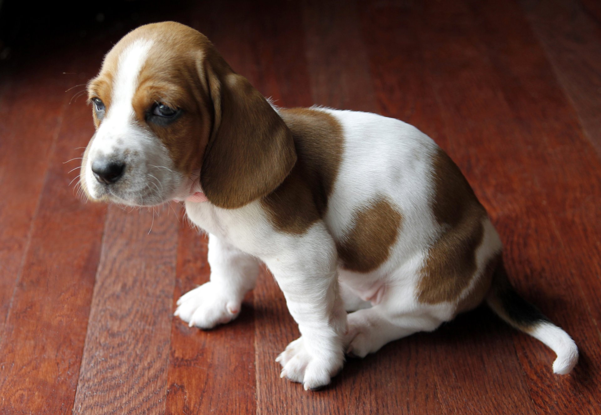 chien basset chiot ami esprit yeux oreilles queue taches