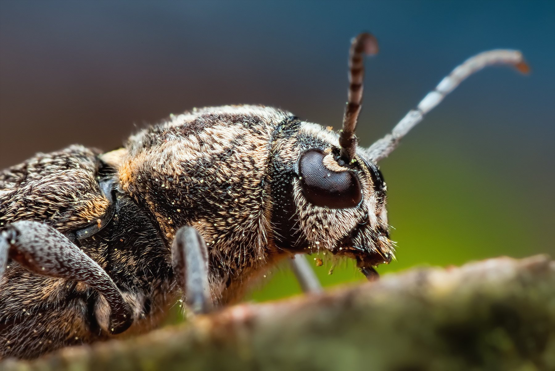 insekt augen facetten antennen antennen makro