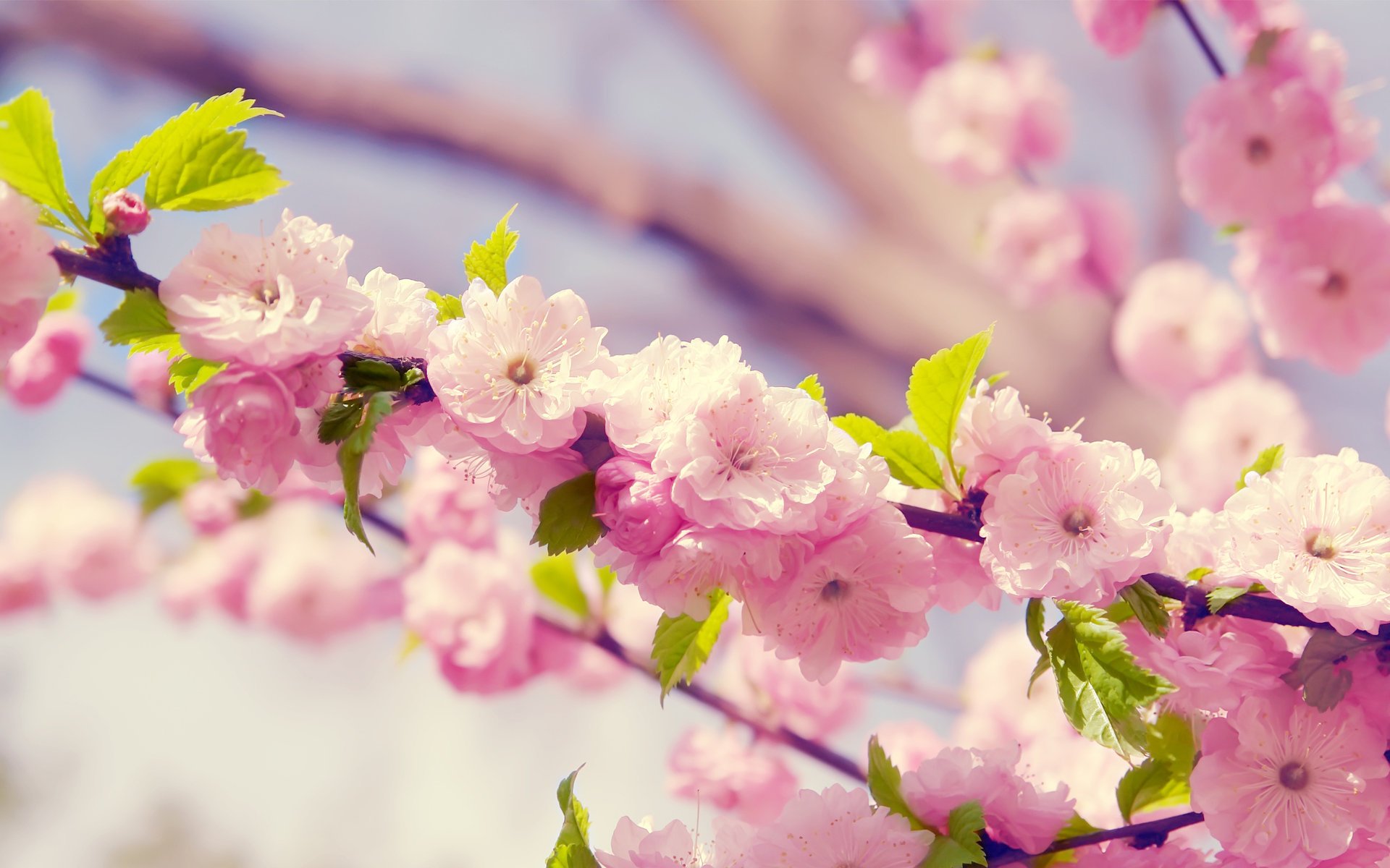 sakura flores cereza rama pétalos floración primavera