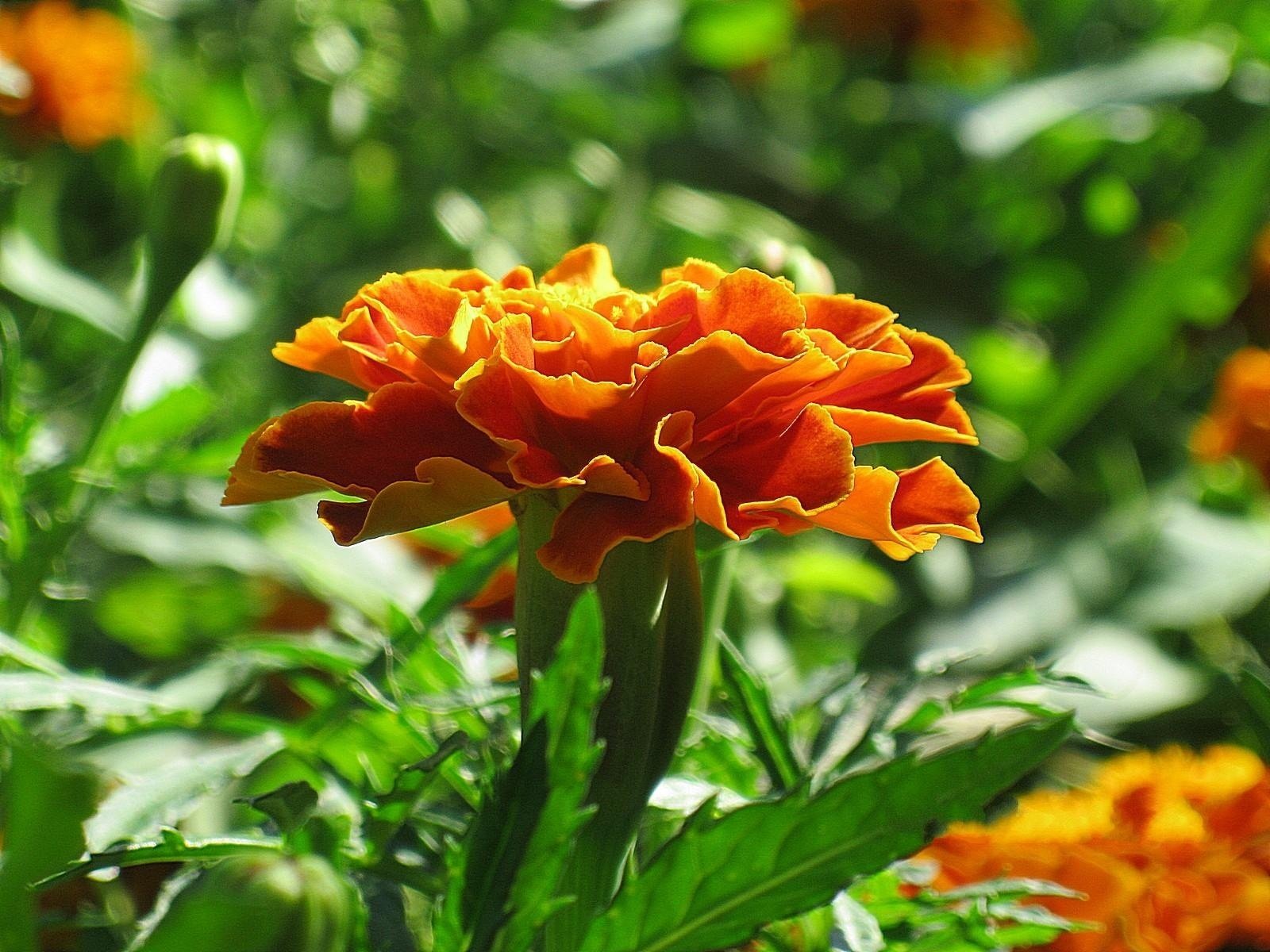 fiore calendula arancione