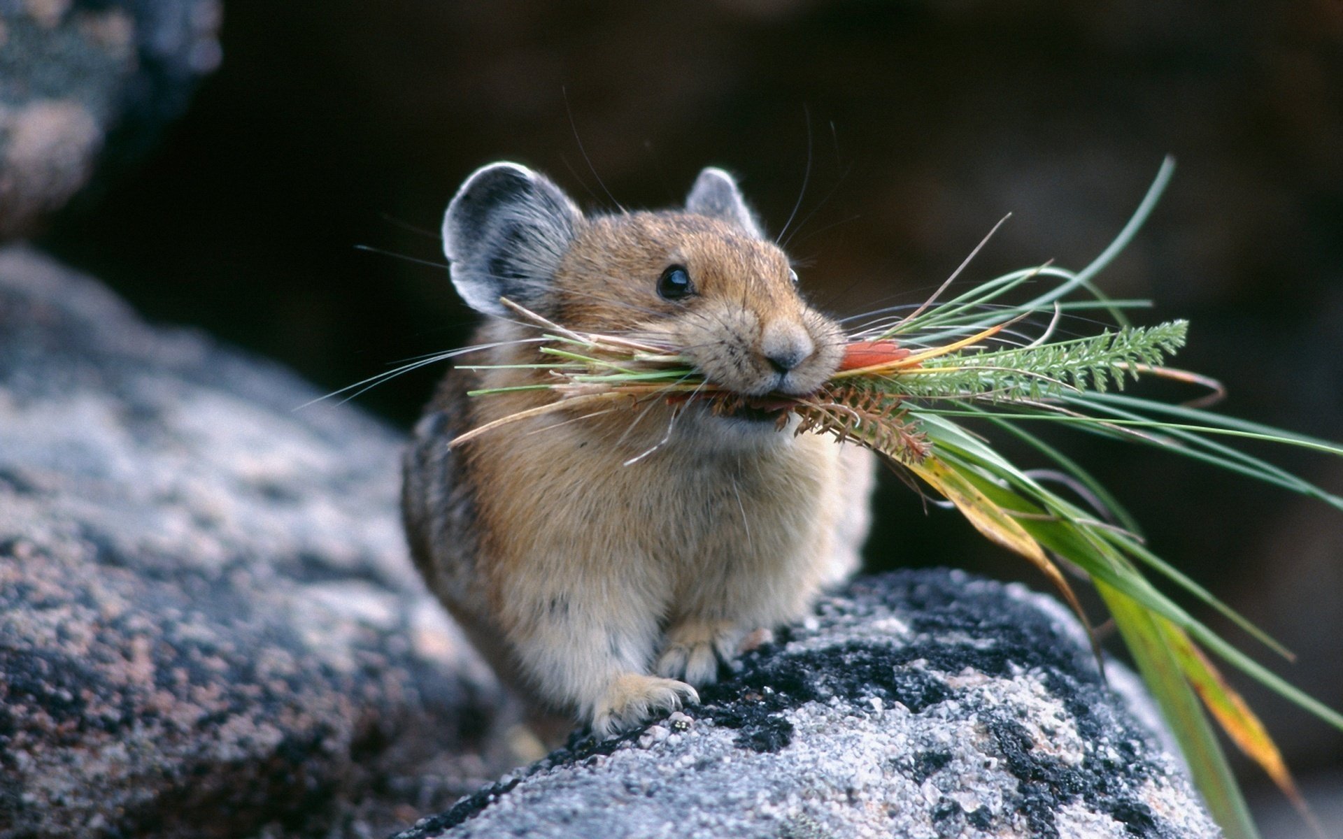 pika maus nagetier tiere bestände positiv makro