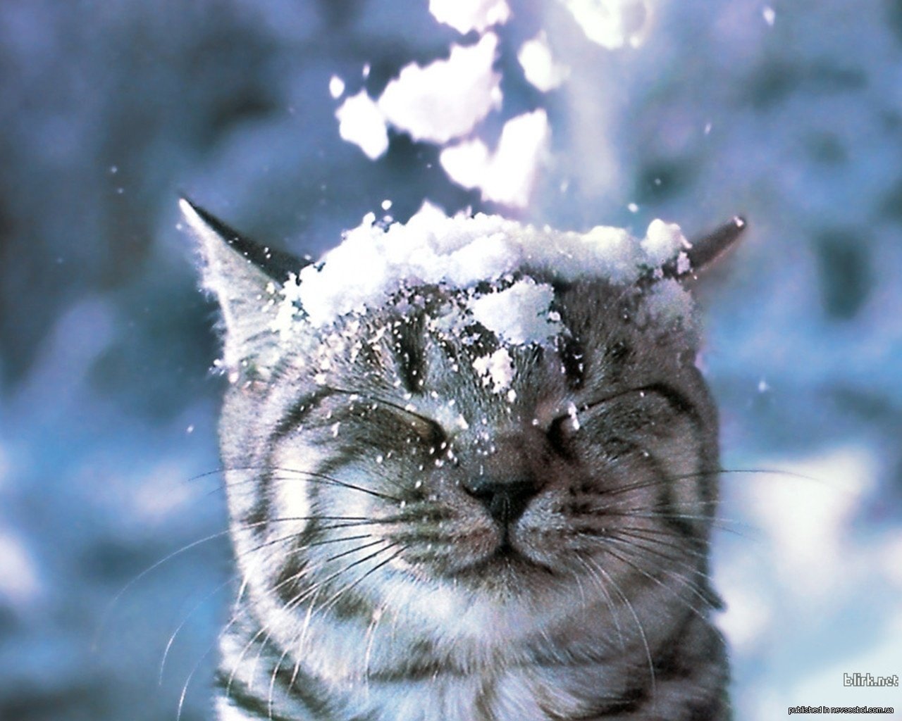 invierno gato nieve