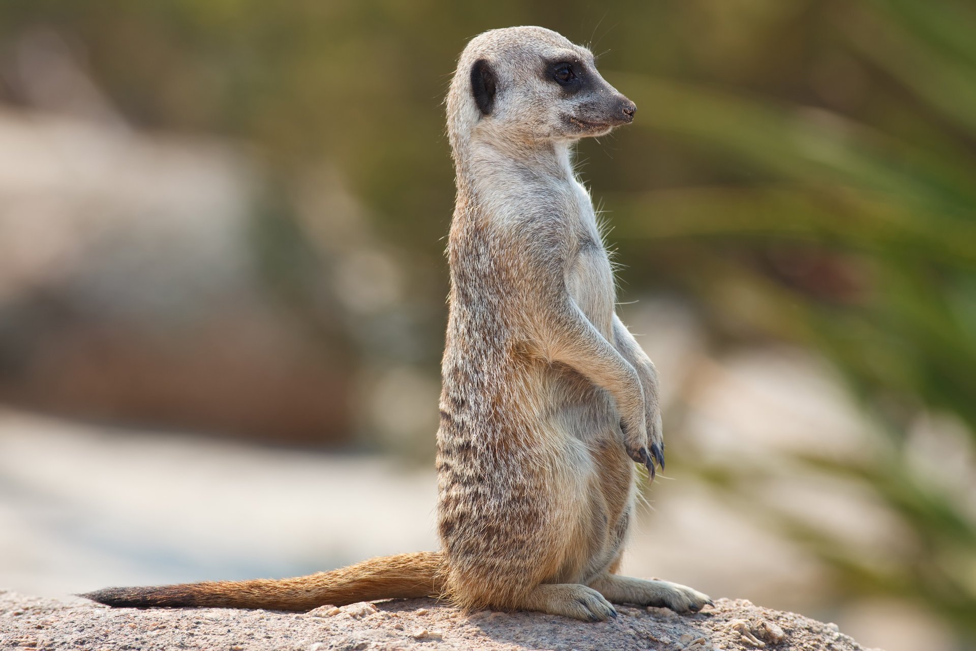 meerkat suricate montre poste sentinelle yeux regard animaux positif profil museau