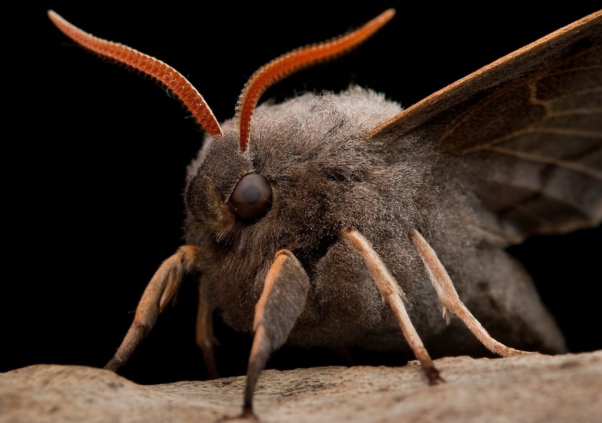 falena occhi antenne macro tarsi