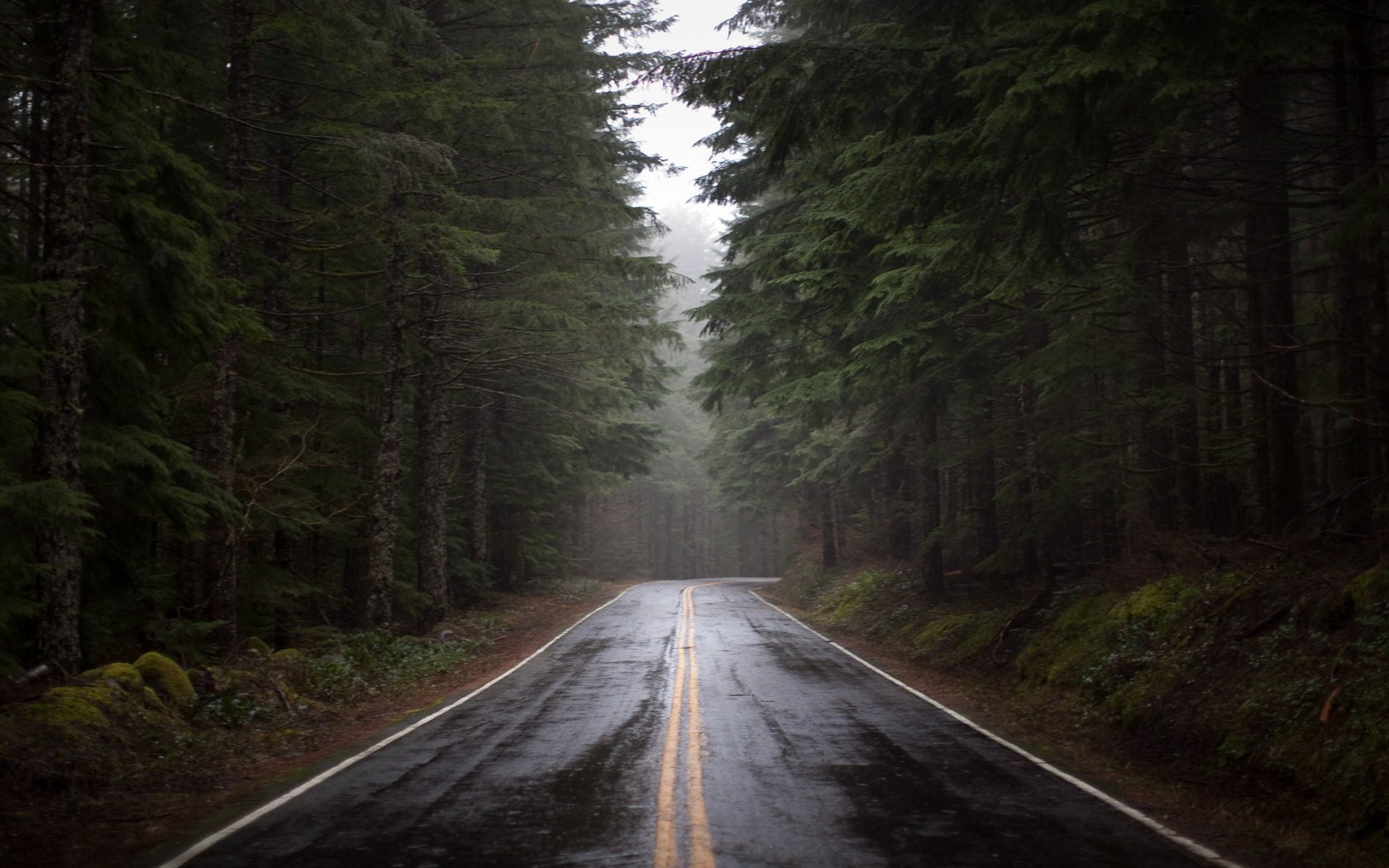 forêt route arbres