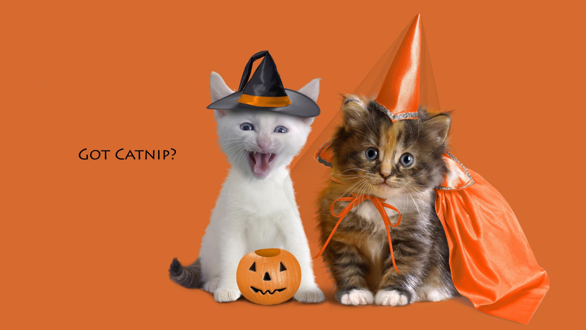 crétin vacances halloween chatons citrouille chapeau cape chapeau fond orange costumes félin question inscription animaux regard kis-kis-miaou-miaou yeux museau