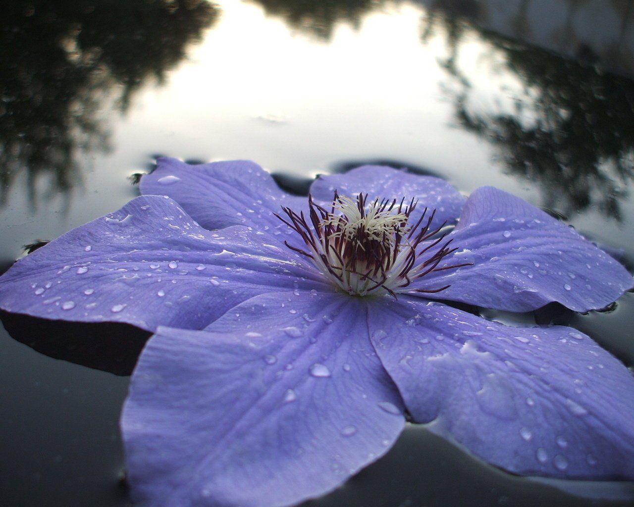 fiori acqua