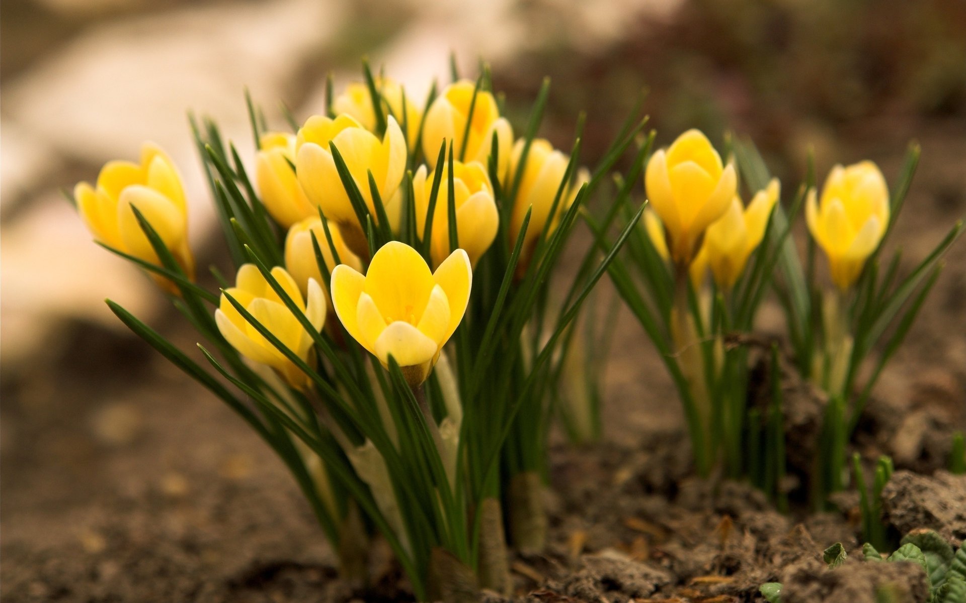 blumen erde primel gras frühling krokusse gelb