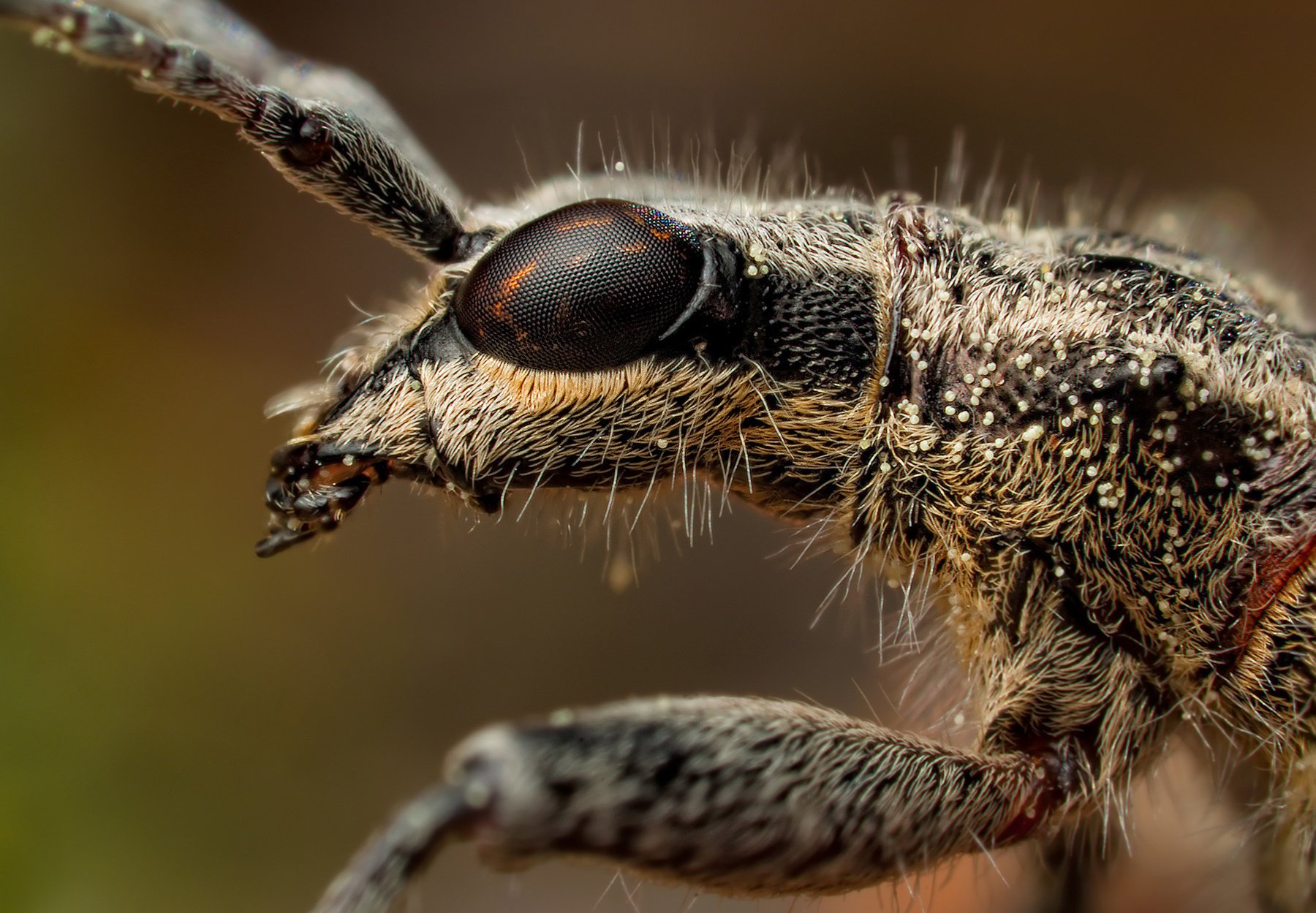 insecte yeux facettes antennes vrilles gros plan