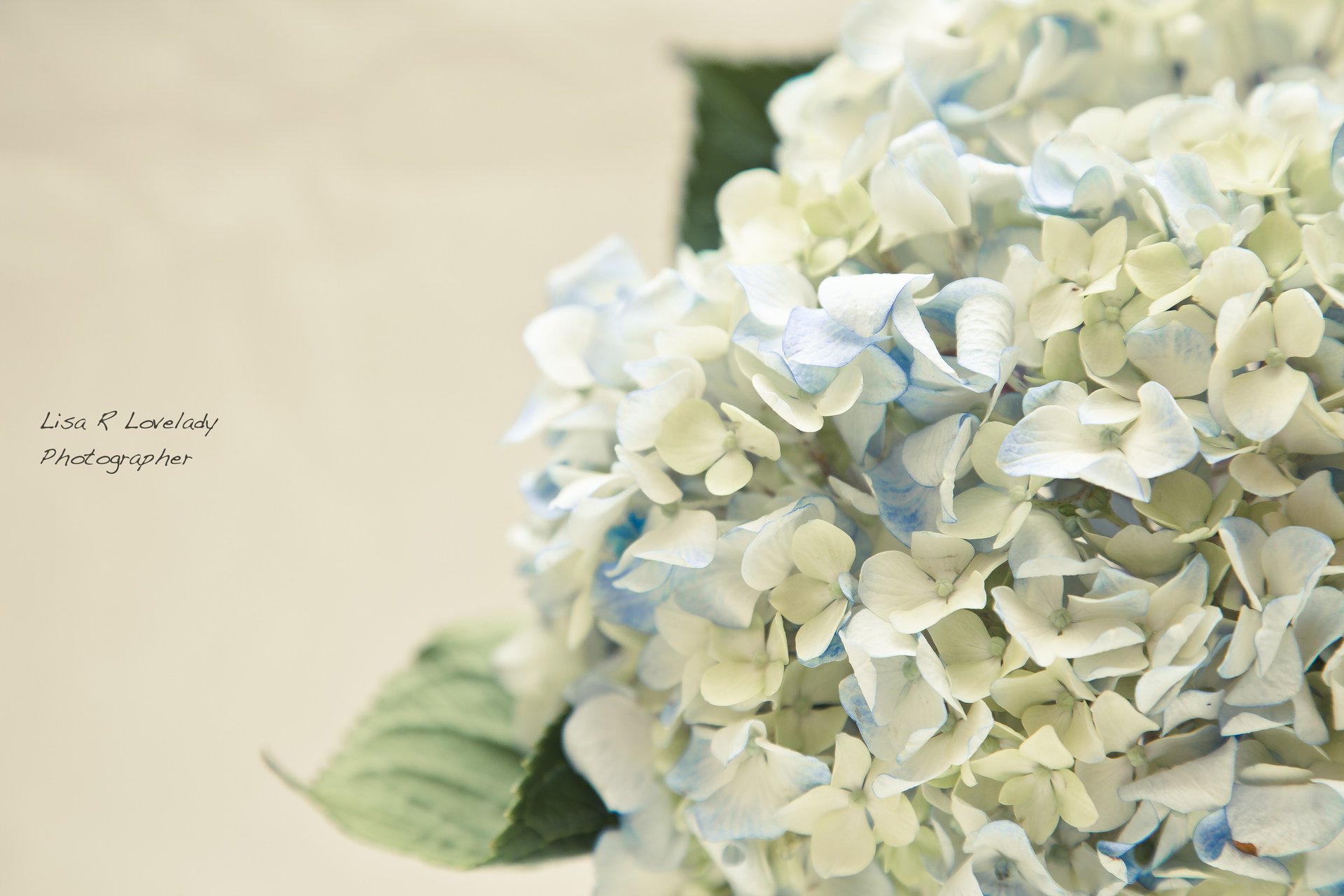 fleurs tendresse hortensia