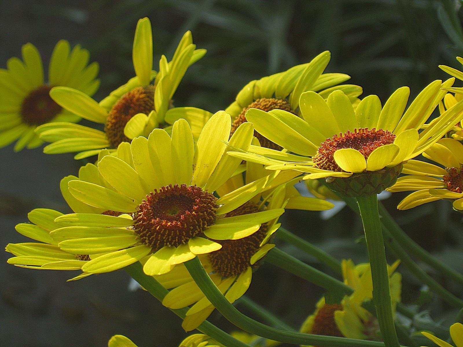 blumen gelb garten