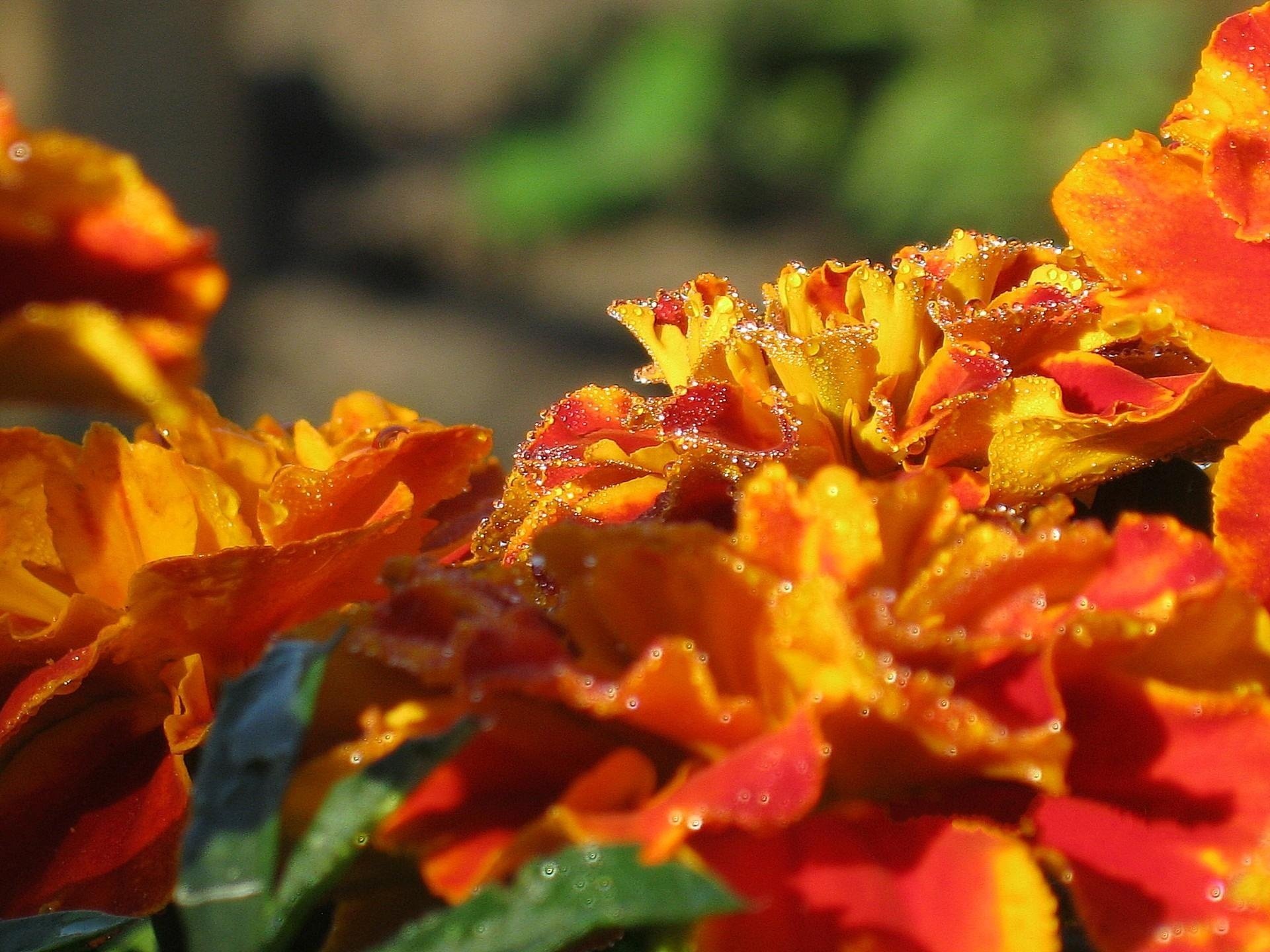 flowers marigolds rosa