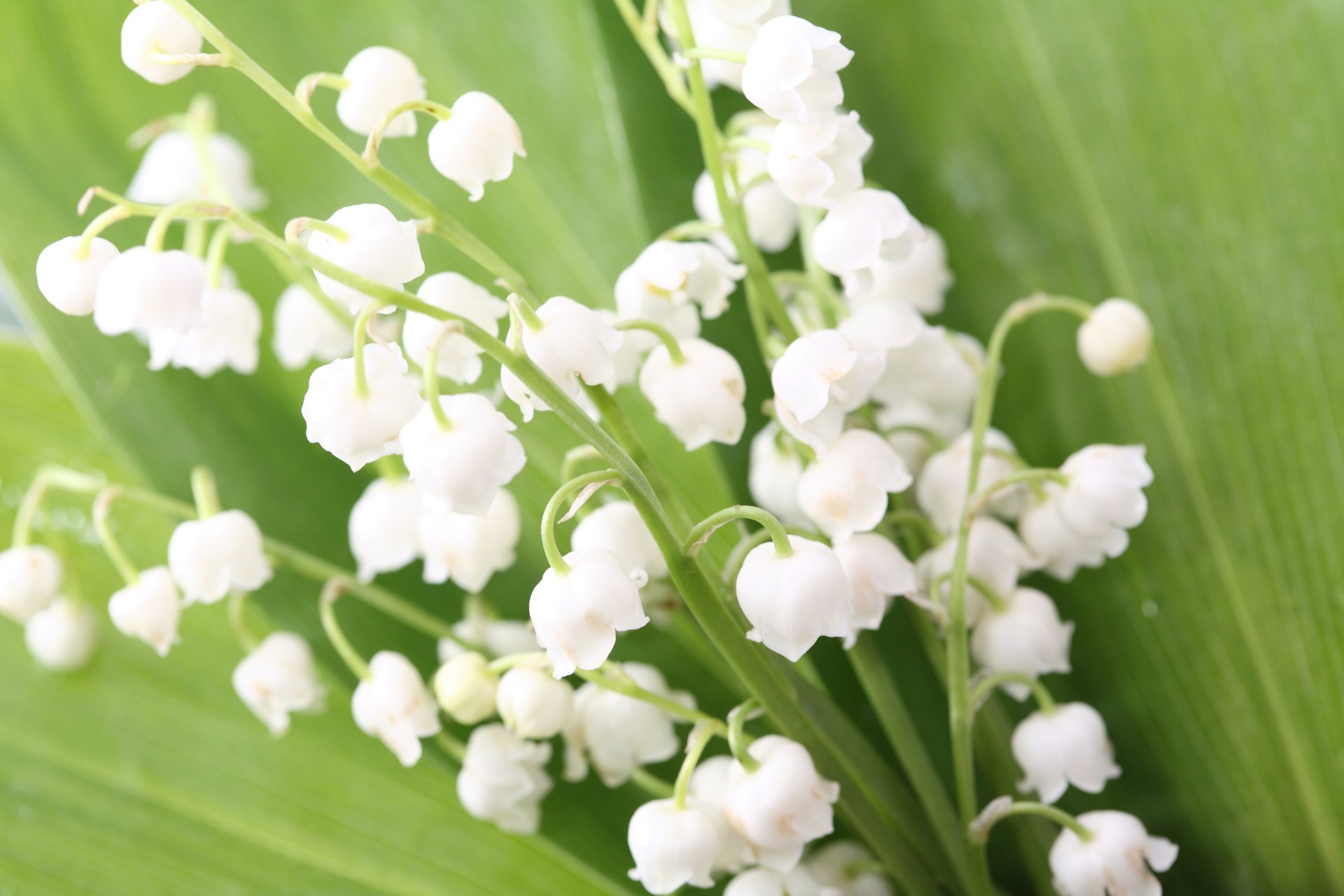 fiori mughetti boccioli bouquet foglie primavera