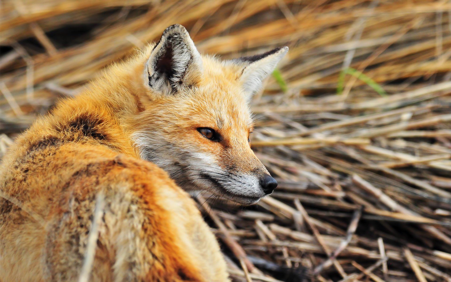 fuchs rotschopf list geist ohren augen blick heu stroh tiere raubtiere schnauze