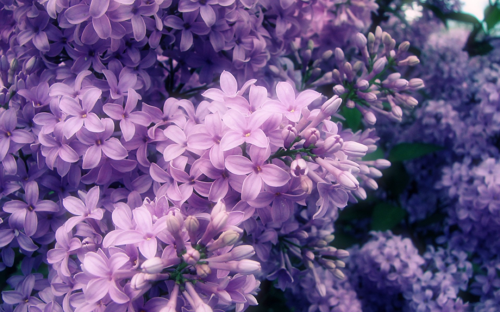 frühling zweig blüte flieder blütenblätter makro