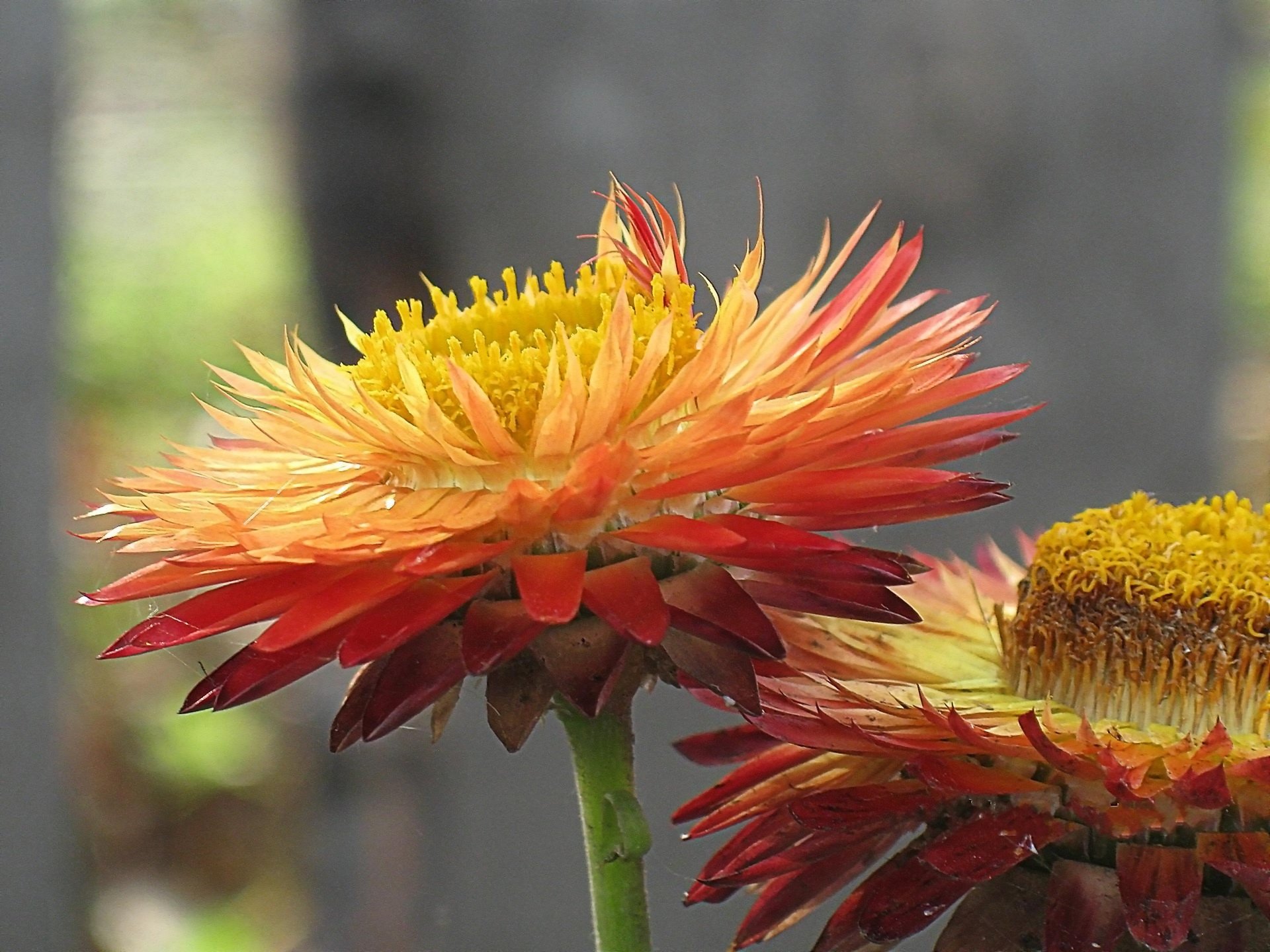 blumen hell trockenfarbe