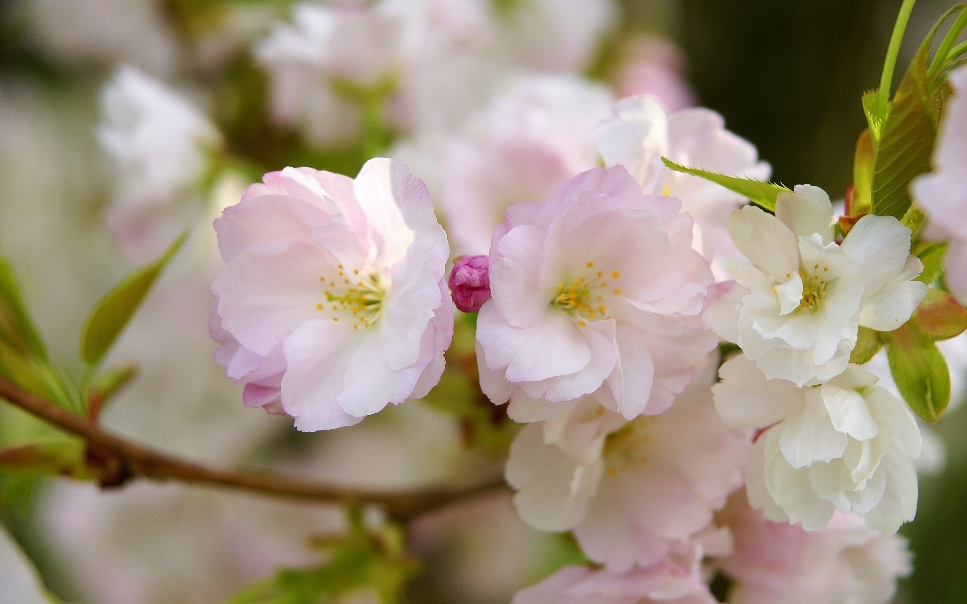 sakura blumen rosa zweig blütenblätter makro