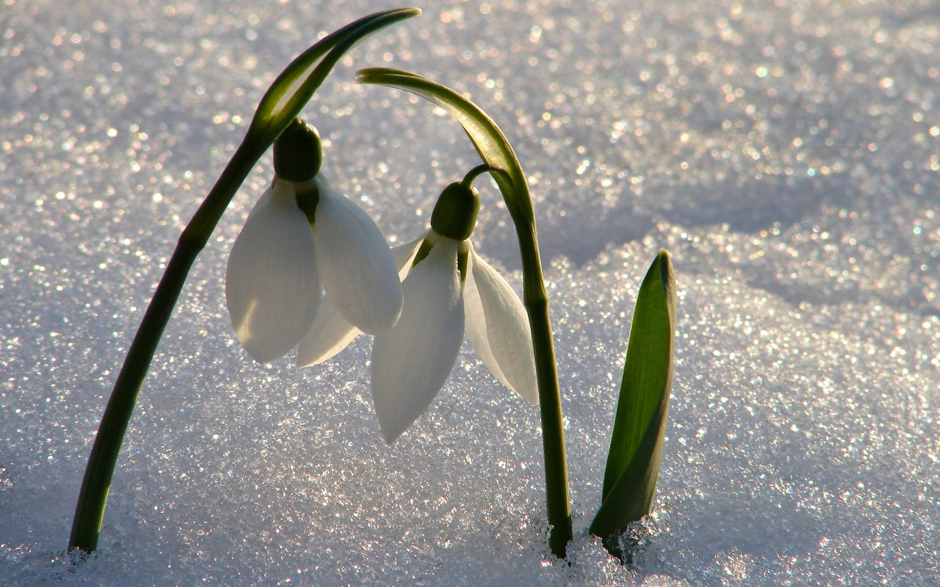 nowdrops snow shine light primrose mood