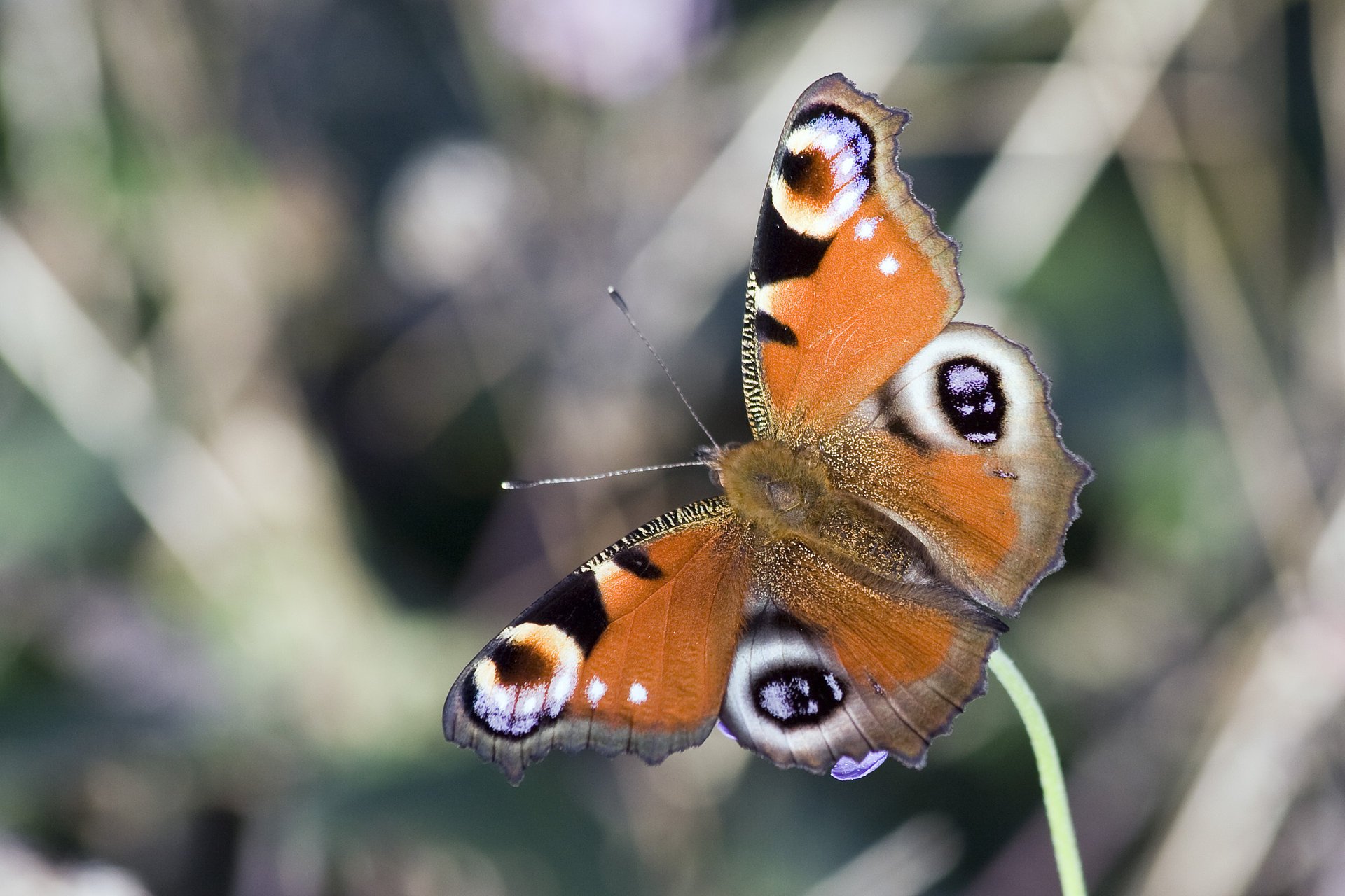 occhio di pavone farfalla ali modello colori macro antenne