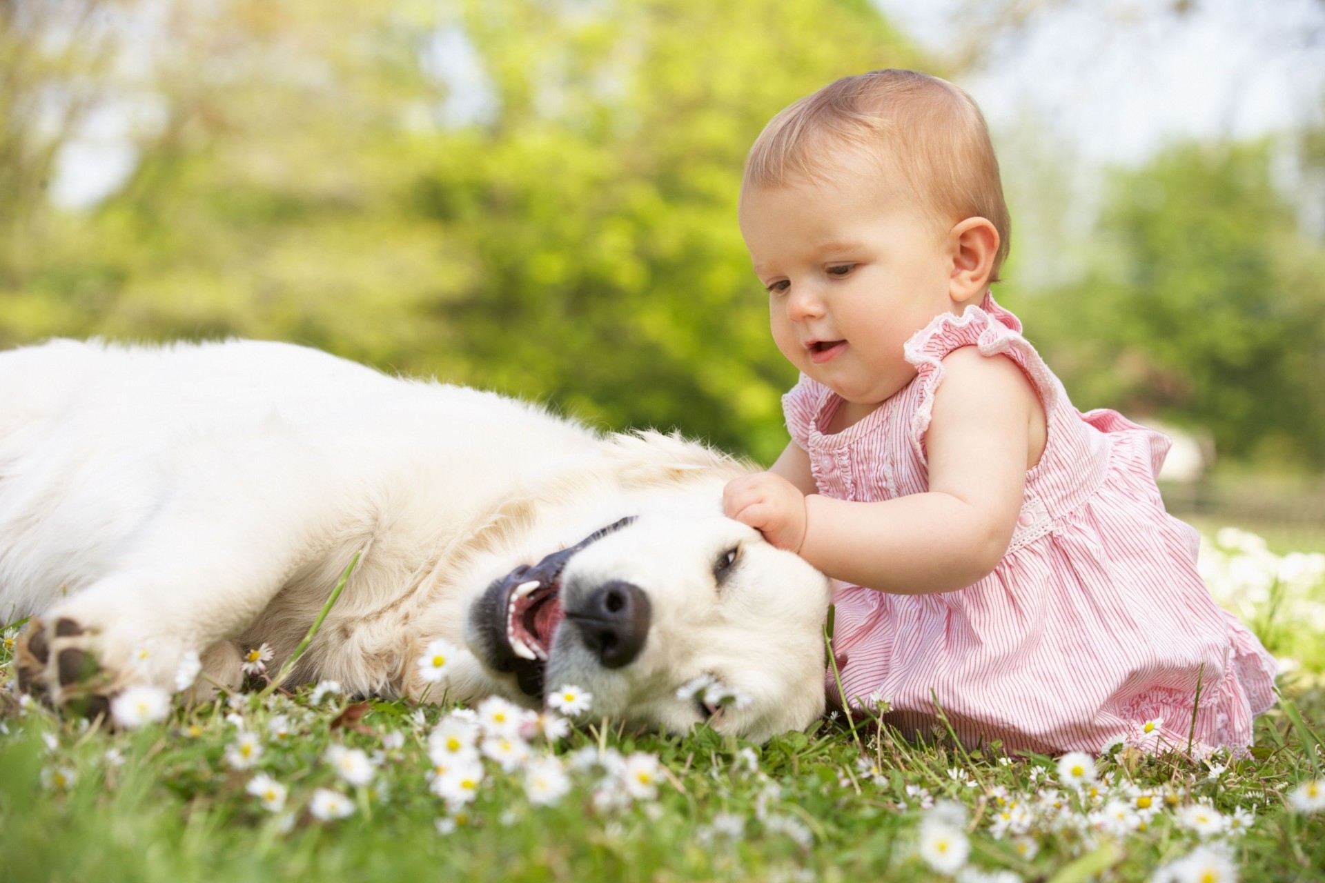 freunde mädchen gänseblümchen hund freund blumen