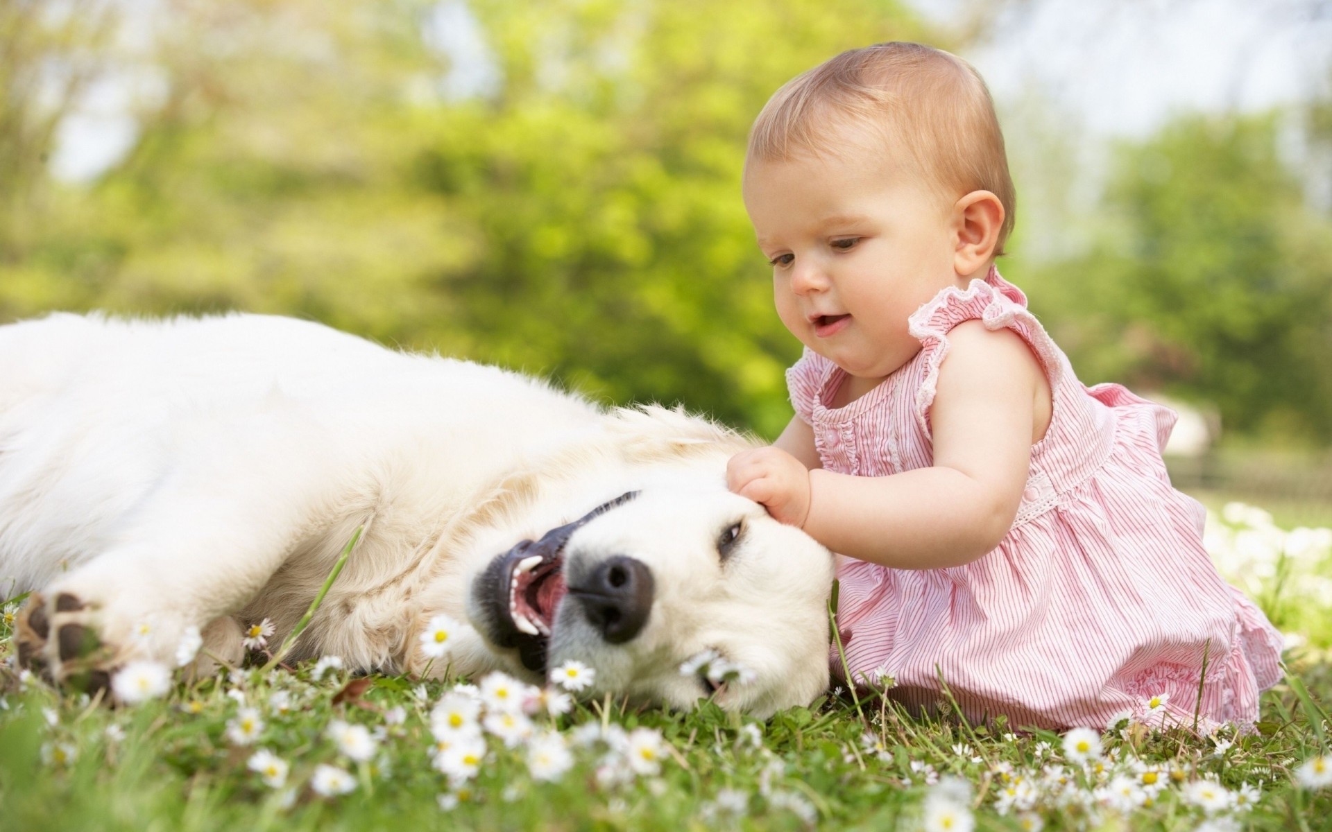 positivo ragazza natura cane bambino foto fiori super amicizia