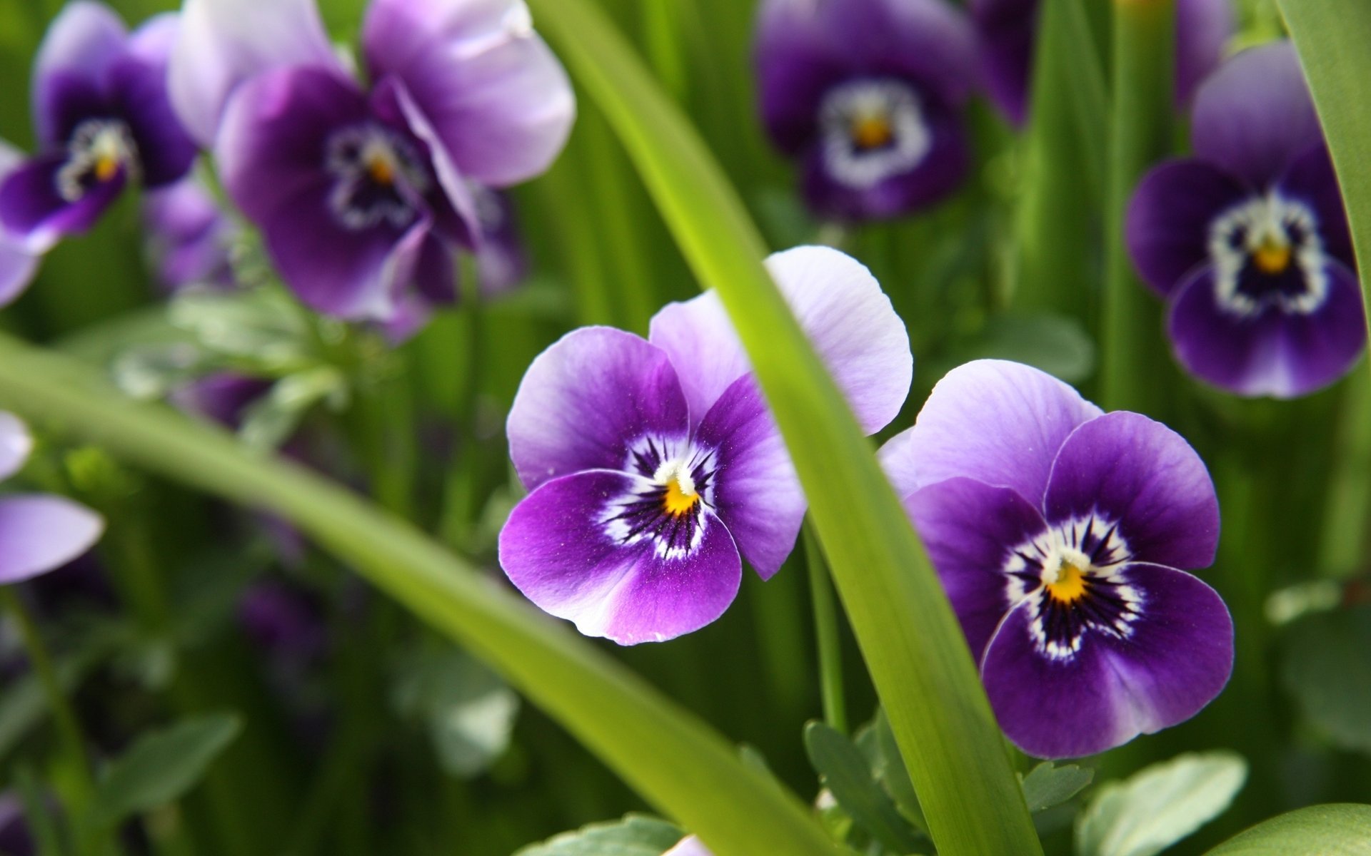 blumen lila stiefmütterchen grüns gras makro