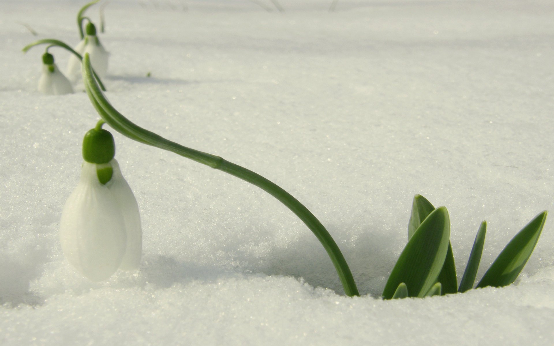 minimalism flower white snowdrop snow spring primrose light macro