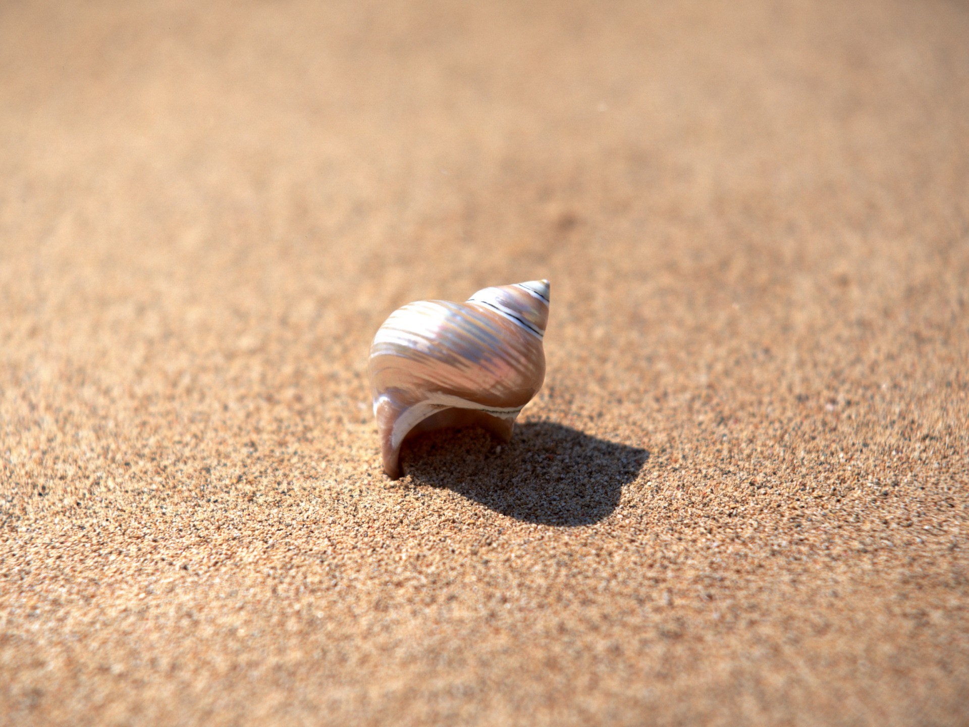 coquillage sable minimalisme