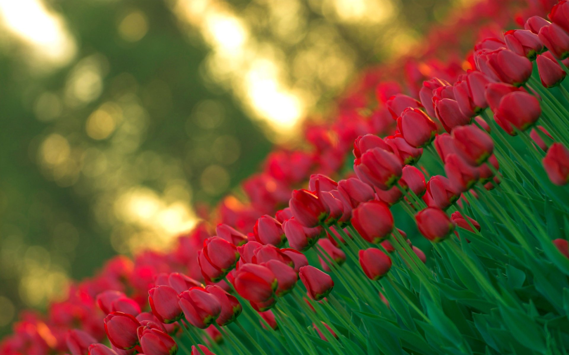 tulips buds red blur light spring