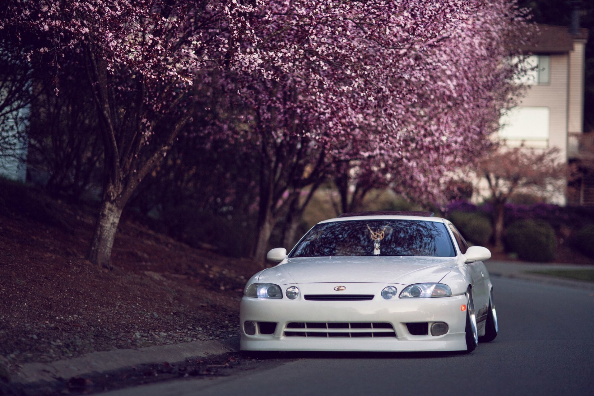 lexus subcutaneous 400 tuning car japan hellaflush lexus white street trees sakura